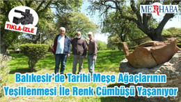 Balıkesir’de Tarihi Meşe Ağaçlarının Yeşillenmesi İle Renk Cümbüşü Yaşanıyor