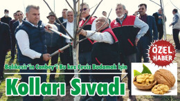 Balıkesir’in Canbey’i Bu kez Ceviz Budamak İçin Kolları Sıvadı