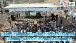 Balıkesir Orman Bölge Yabani Zeytin Ağaçlarının Ekonomiye Kazandırılmasına Destek Oluyor