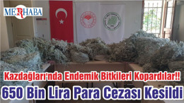 Kazdağları'nda Endemik Bitkileri Kopardılar!! 650 Bin Lira Para Cezası Kesildi