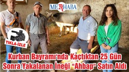 Kurban Bayramı'nda Kaçtıktan 25 Gün Sonra Yakalanan İneği "Ahbap" Satın Aldı
