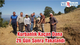 Kurbanlık Kaçan Dana 26 Gün Sonra Yakalandı