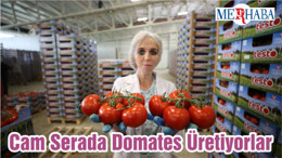 Cam Serada Domates Üretiyorlar