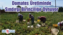 Domates Üretiminde Sındırgı Birinciliğe Oynuyor