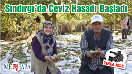 Sındırgı’da Ceviz Hasadı Başladı