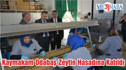Kaymakam Odabaş Zeytin Hasadına Katıldı