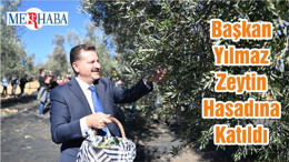 Başkan Yılmaz Üreticilerle Zeytin Hasadı yaptı