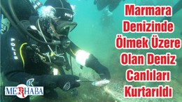 Marmara Denizinde Ölmek Üzere Olan Deniz Canlıları Kurtarıldı