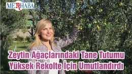 Zeytin Ağaçlarındaki Tane Tutumu Yüksek Rekolte İçin Umutlandırdı
