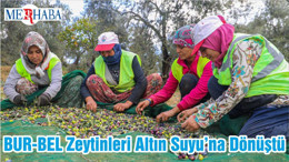 BUR-BEL Zeytinleri Altın Suyu’na Dönüştü