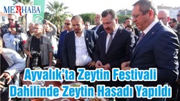 Ayvalık’ta Zeytin Festivali Dahilinde Zeytin Hasadı Yapıldı
