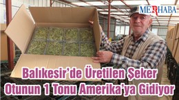 Balıkesir’de Üretilen Şeker Otunun 1 Tonu Amerika’ya Gidiyor