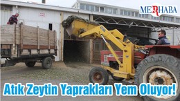 Atık Zeytin Yaprakları Yem Oluyor!