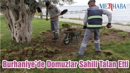 Burhaniye’de Domuzlar Sahili Talan Etti