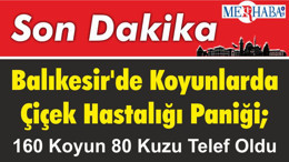 Balıkesir'de Koyunlarda Çiçek Hastalığı Paniği; 160 Koyun 80 Kuzu Telef Oldu