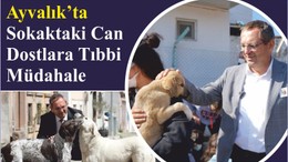 Sokaktaki Can Dostlara Tıbbi Müdahale