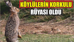 Köylülerin korkulu rüyası oldu