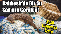 Balıkesir’de Bir Su Samuru Görüldü! Nesli Tükenmek Üzere
