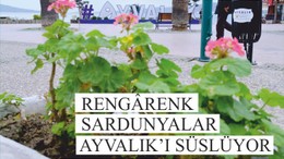 RENGÂRENK SARDUNYALAR AYVALIK’I SÜSLÜYOR