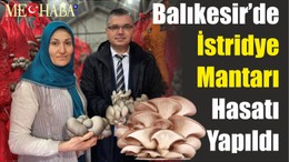 Balıkesir’de İstridye Mantarı Hasatı Yapıldı
