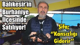 Balıkesir’in Burhaniye İlçesinde Satılıyor! Şifa; Çekirdekli Siyah Kan Üzümü