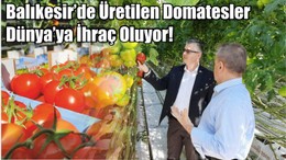 Balıkesir’de Üretilen Domatesler Dünya’ya İhraç Oluyor!