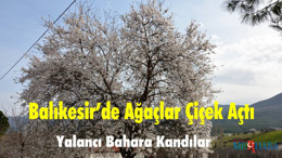 Balıkesir’de Ağaçlar Çiçek Açtı