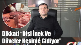 Dikkat! “Dişi İnek Ve Düveler Kesime Gidiyor”