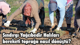 Sındırgı Yağcıbedir Halıları bereketi toprağa nasıl dönüştü?
