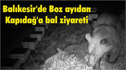 Balıkesir'de Boz ayıdan Bal Ziyareti