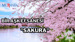 Yeniden Doğuşun Simgesi: Sakura