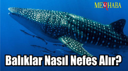 Balıklar Nasıl Nefes Alır?