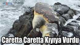 Erdek'te Caretta Caretta