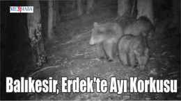 Erdek'te Ayı Korkusu