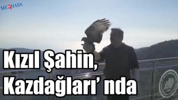 Tedavi edilen Kızıl Şahin