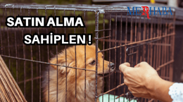 Evcil Dost Sahiplenmek