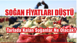 Soğan 6-7 liraya düştü
