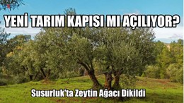 Susurluk'ta Zeytin Ağacı Dikildi