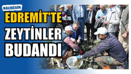 Kursiyerler Zeytin Fidanı Budadı