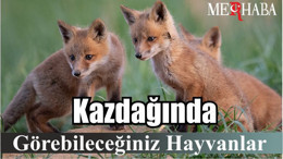 Kazdağında Görebileceğiniz Hayvanlar