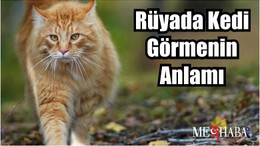 Rüyada Kedi Görmenin Anlamı