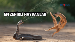 En Zehirli Hayvanlar