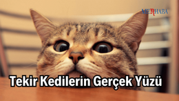 Tekir Kedilerin Gerçek Yüzü