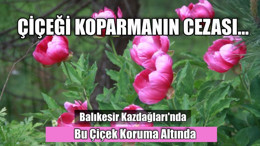 Balıkesir Kazdağları'nda Bu Çiçek Koruma Altında