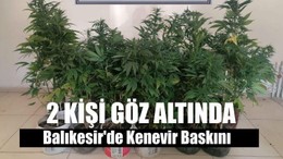 Balıkesir'de Kenevir Baskını