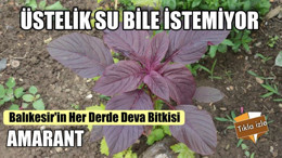 Balıkesir'in Her Derde Deva Bitkisi