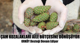 Çam Kozalakları Aile Bütçesine Dönüşüyor