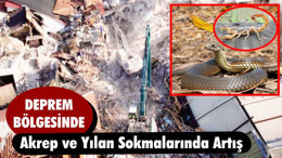 Akrep ve Yılan Sokmalarında Artış