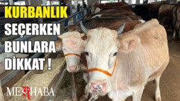 Kurbanlık Seçerken Bunlara Dikkat Edin!