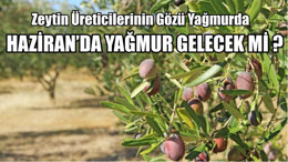 Zeytin Üreticilerinin Gözü Yağmurda